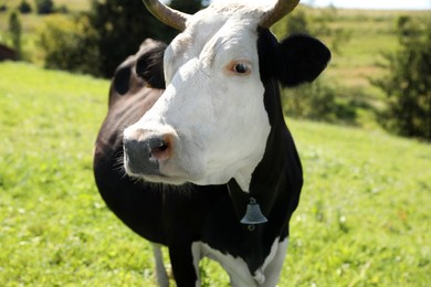 Photo of Beautiful cow grazing outdoors on sunny day