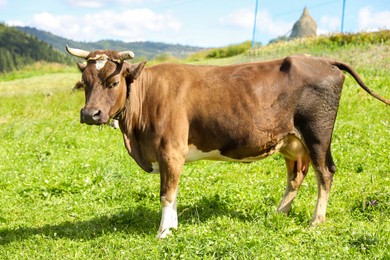 Photo of Beautiful cow grazing outdoors on sunny day