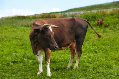 Beautiful cow grazing on green grass outdoors