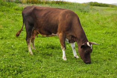 Beautiful cow grazing on green grass outdoors