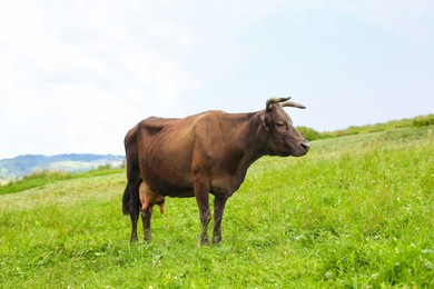 Photo of Beautiful cow grazing on green grass outdoors