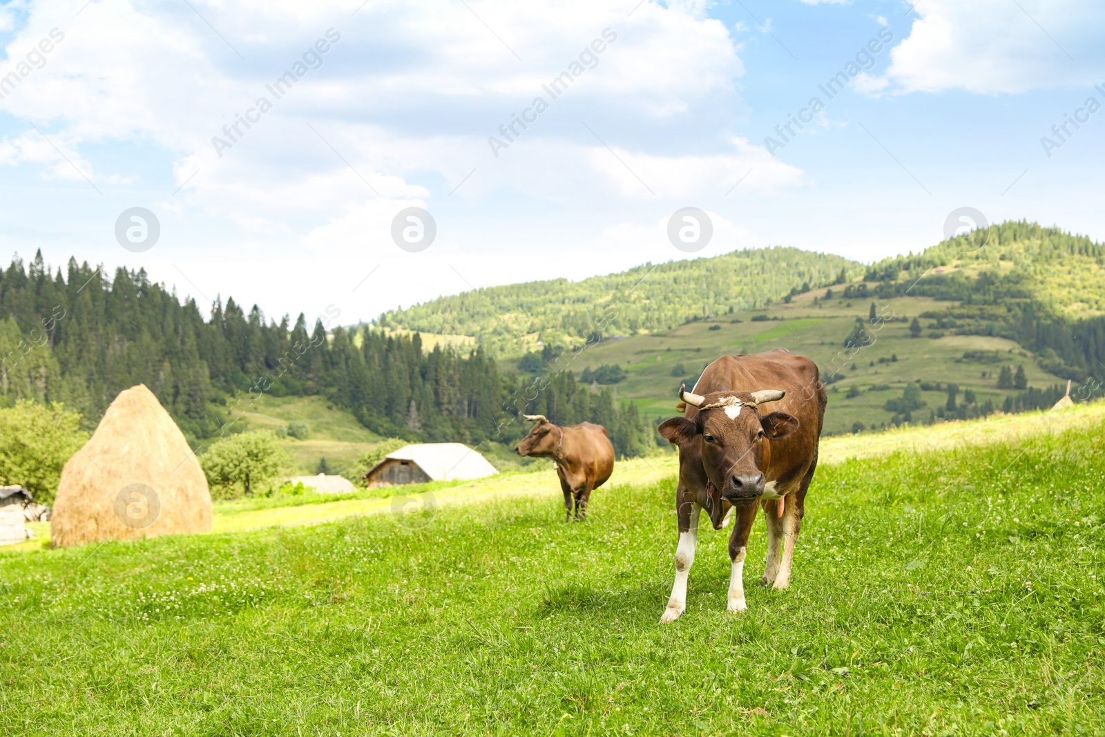 Photo of Beautiful cows grazing on green grass outdoors