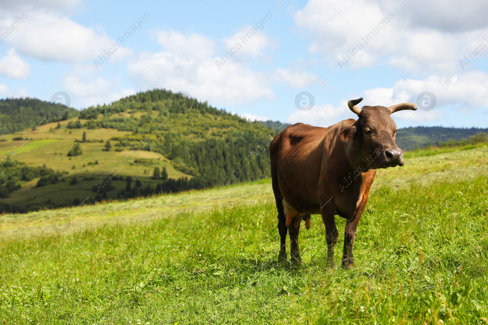 Photo of Beautiful cow grazing on green grass outdoors