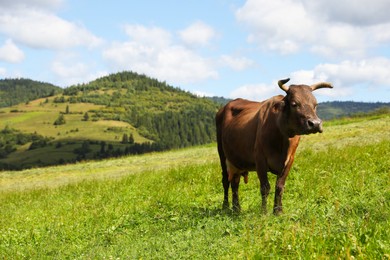 Beautiful cow grazing on green grass outdoors