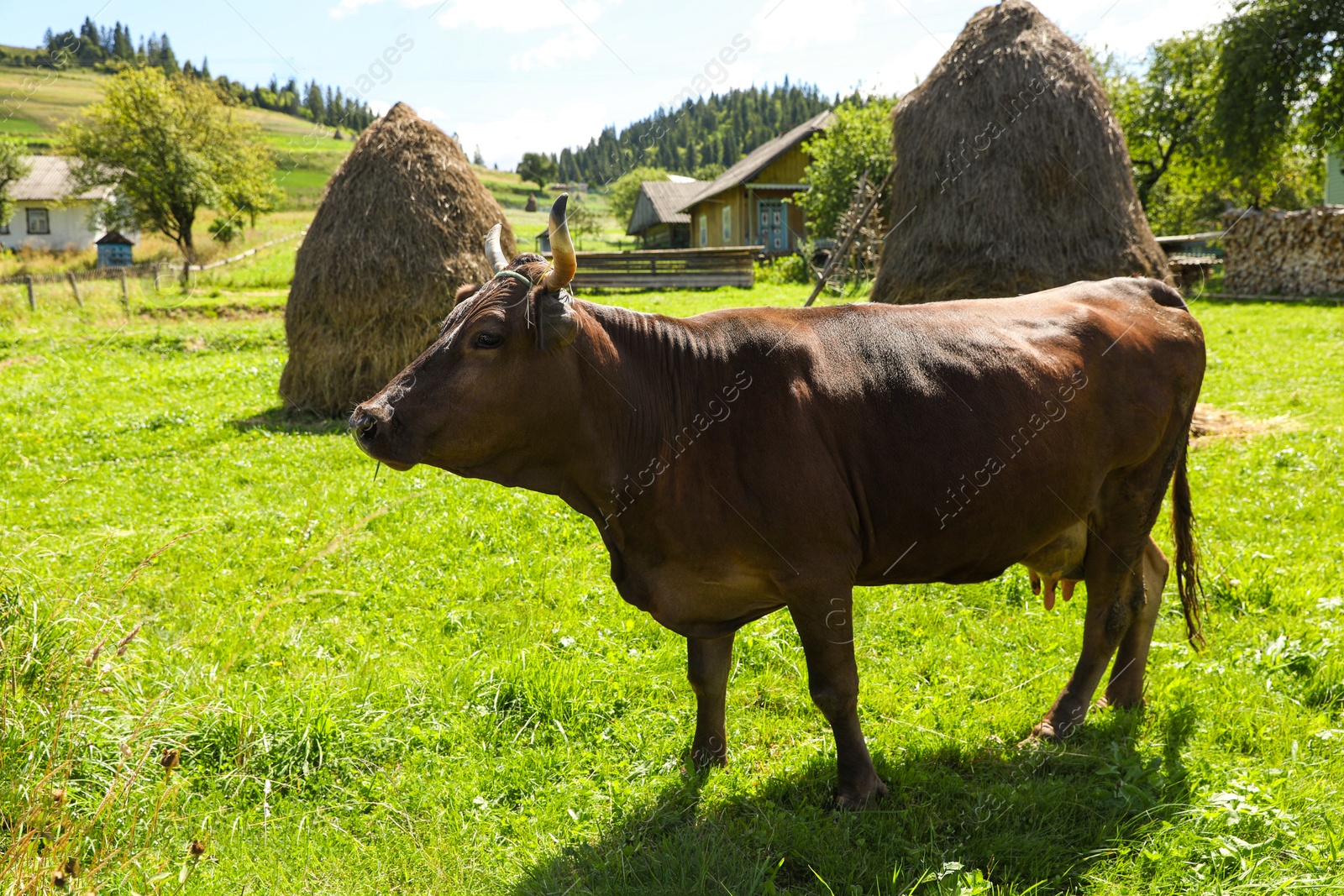 Photo of Beautiful cow grazing on green grass outdoors