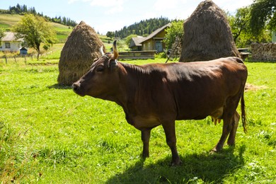 Beautiful cow grazing on green grass outdoors