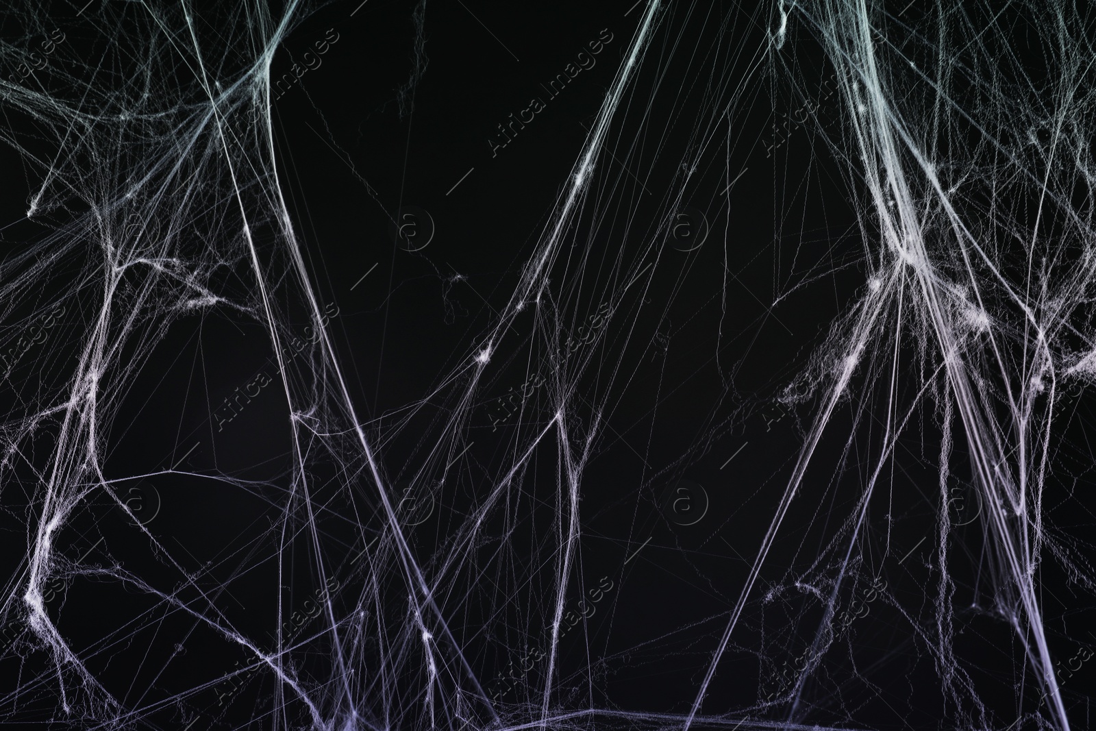 Image of Cobweb against black background, toned in gradient violet color