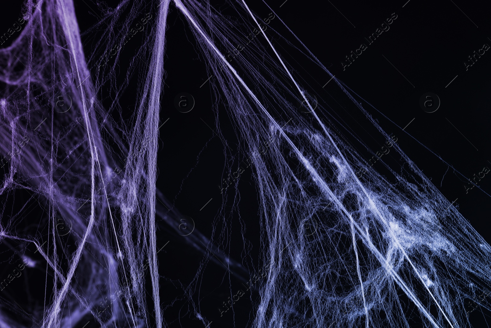 Image of Cobweb against black background, toned in gradient violet color