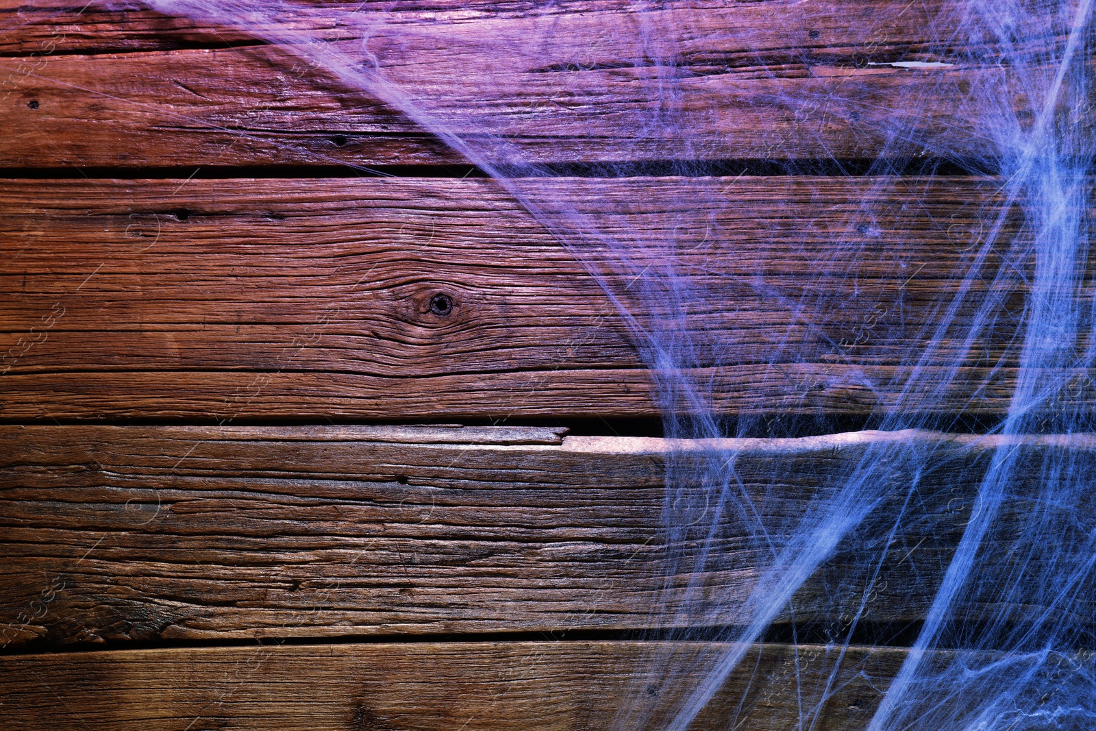 Image of Cobweb on wooden background, toned in blue gradient color. Space for text