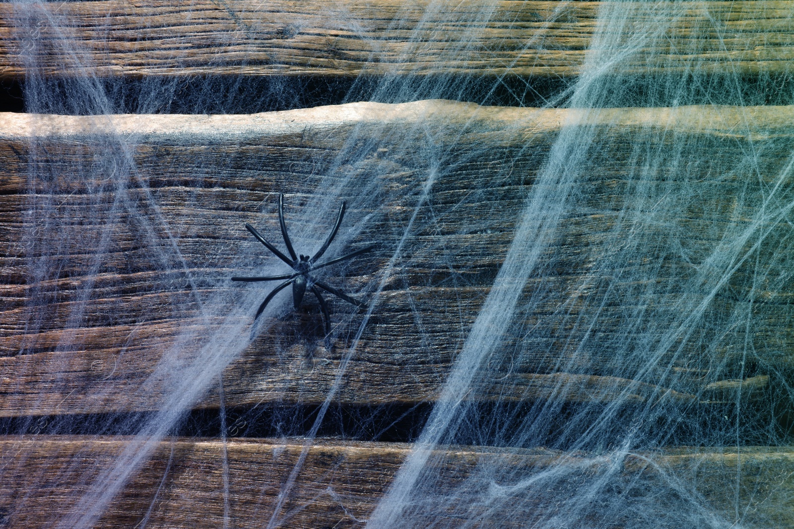 Image of Cobweb and spider on wooden background, toned in blue gradient color