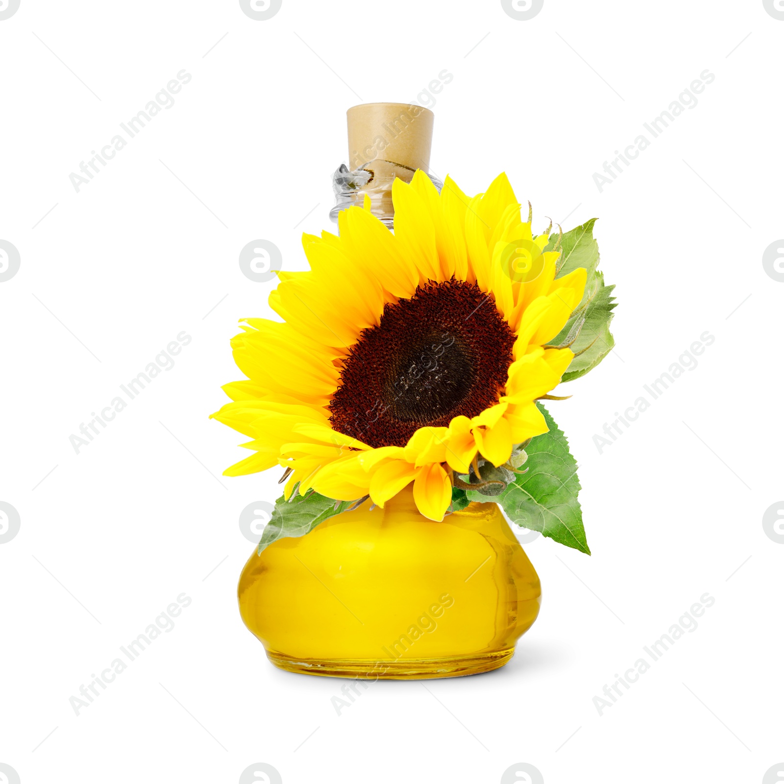 Image of Cooking oil in glass jug and bright sunflower isolated on white