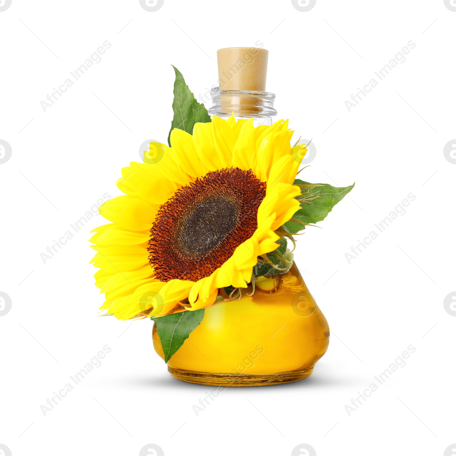 Image of Cooking oil in glass jug and bright sunflower isolated on white