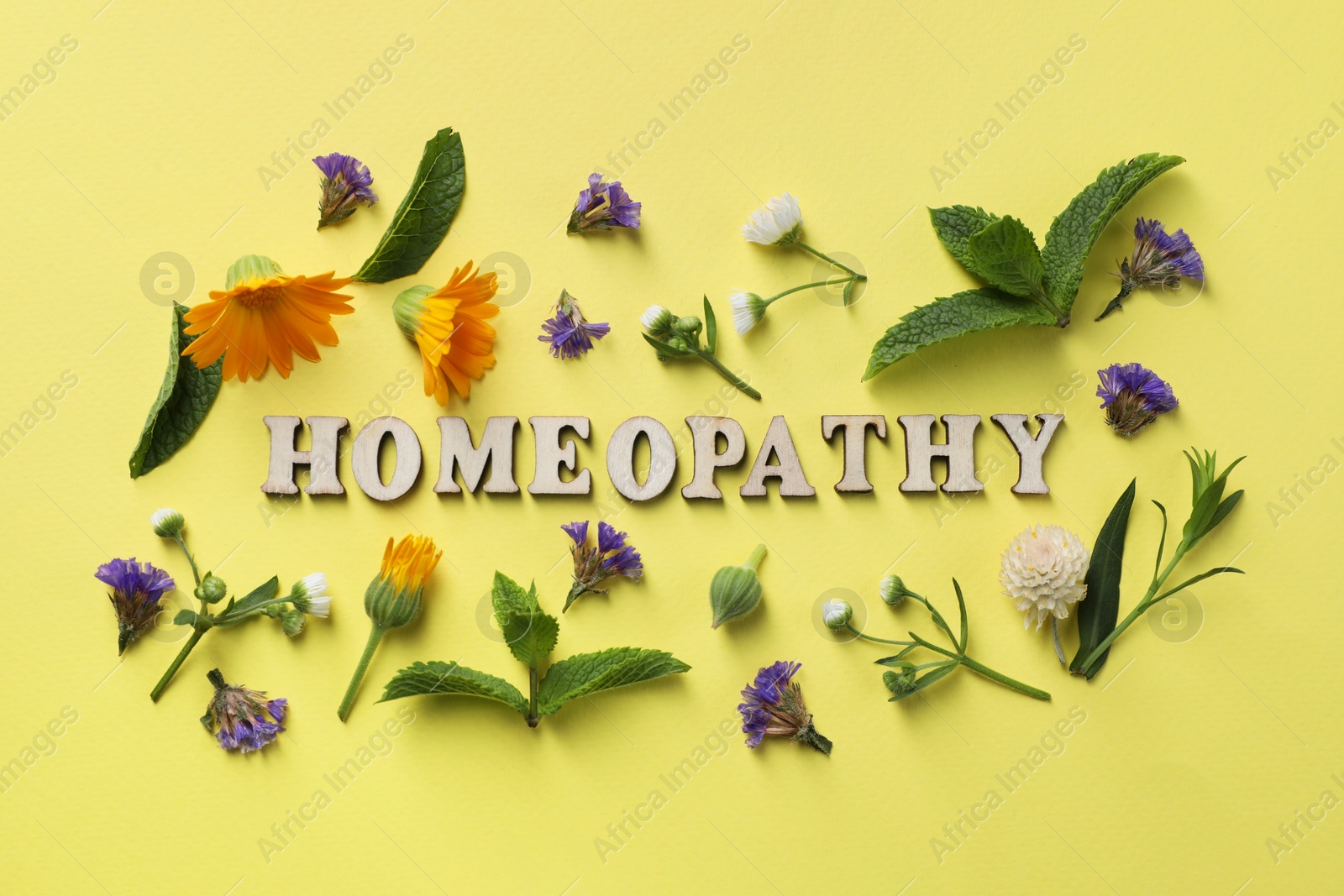 Photo of Word Homeopathy and medicinal herbs on pale yellow background, flat lay