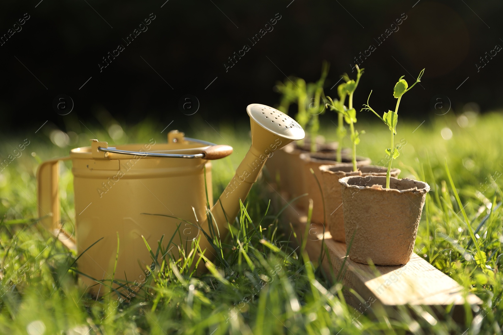 Photo of Potted seedlings and watering can on green grass outdoors