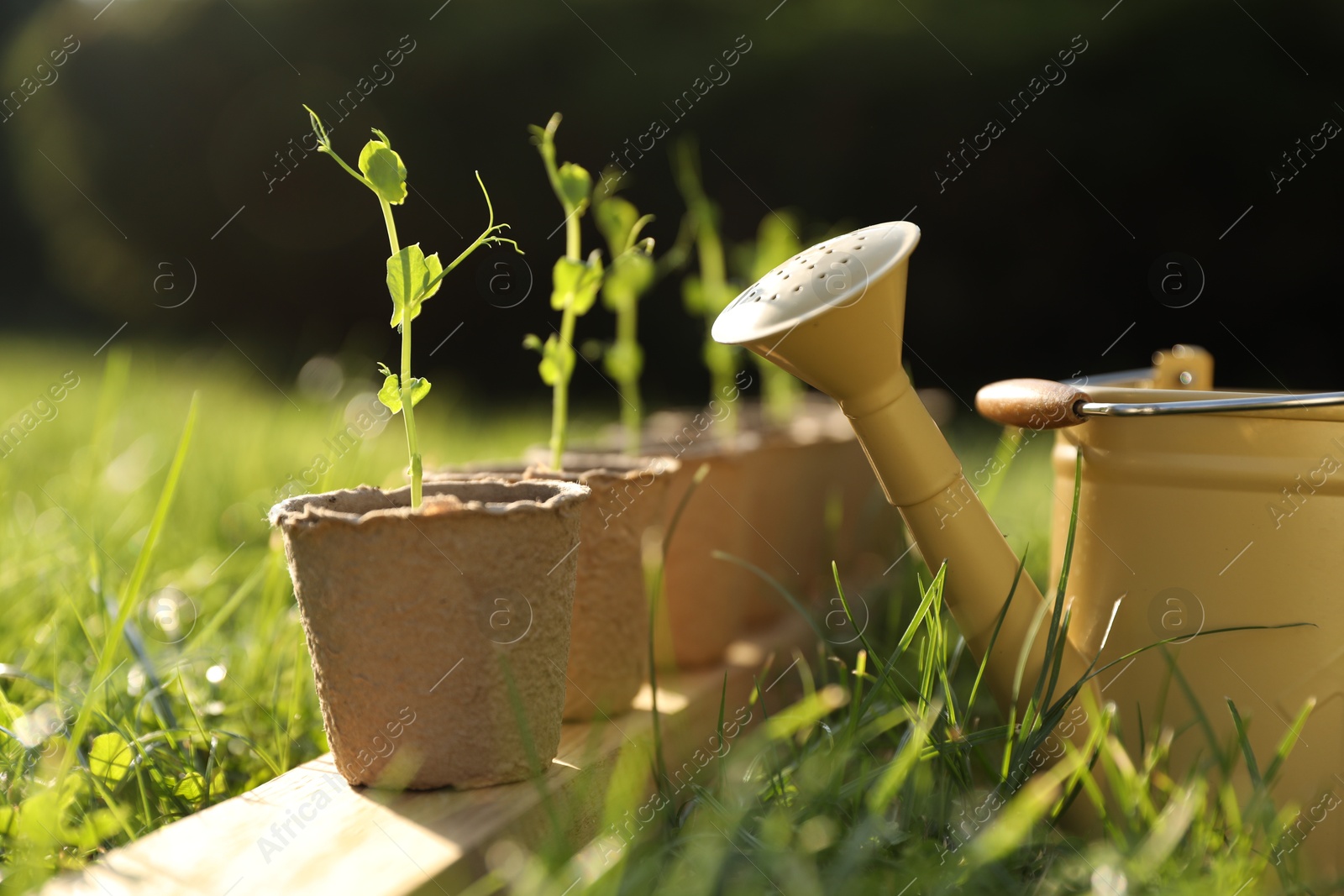 Photo of Potted seedlings and watering can on green grass outdoors, closeup