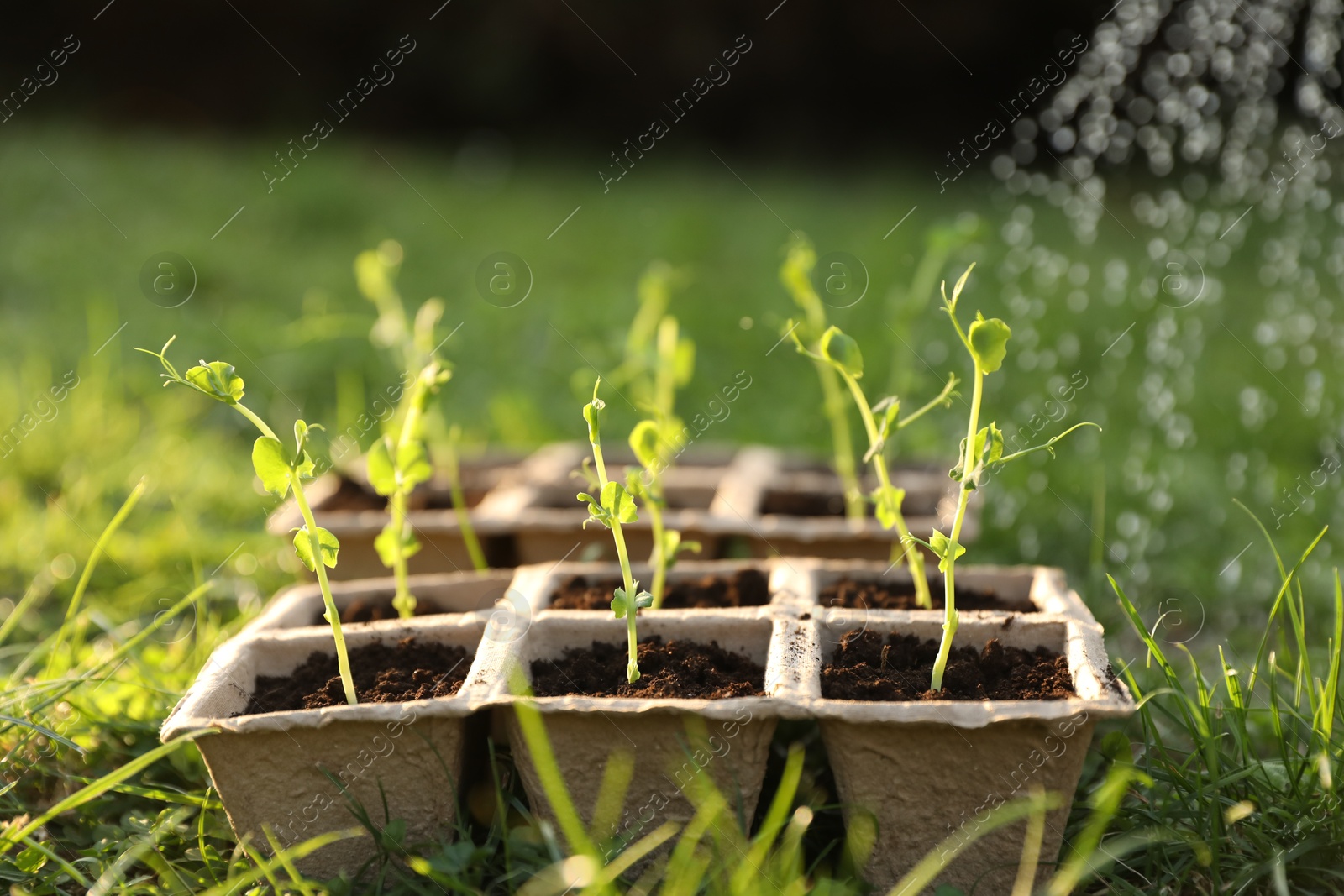 Photo of Watering potted young seedlings outdoors on sunny day, closeup