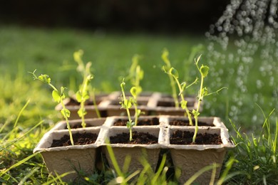 Photo of Watering potted young seedlings outdoors on sunny day, closeup