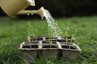 Photo of Watering potted seedlings with can outdoors, closeup