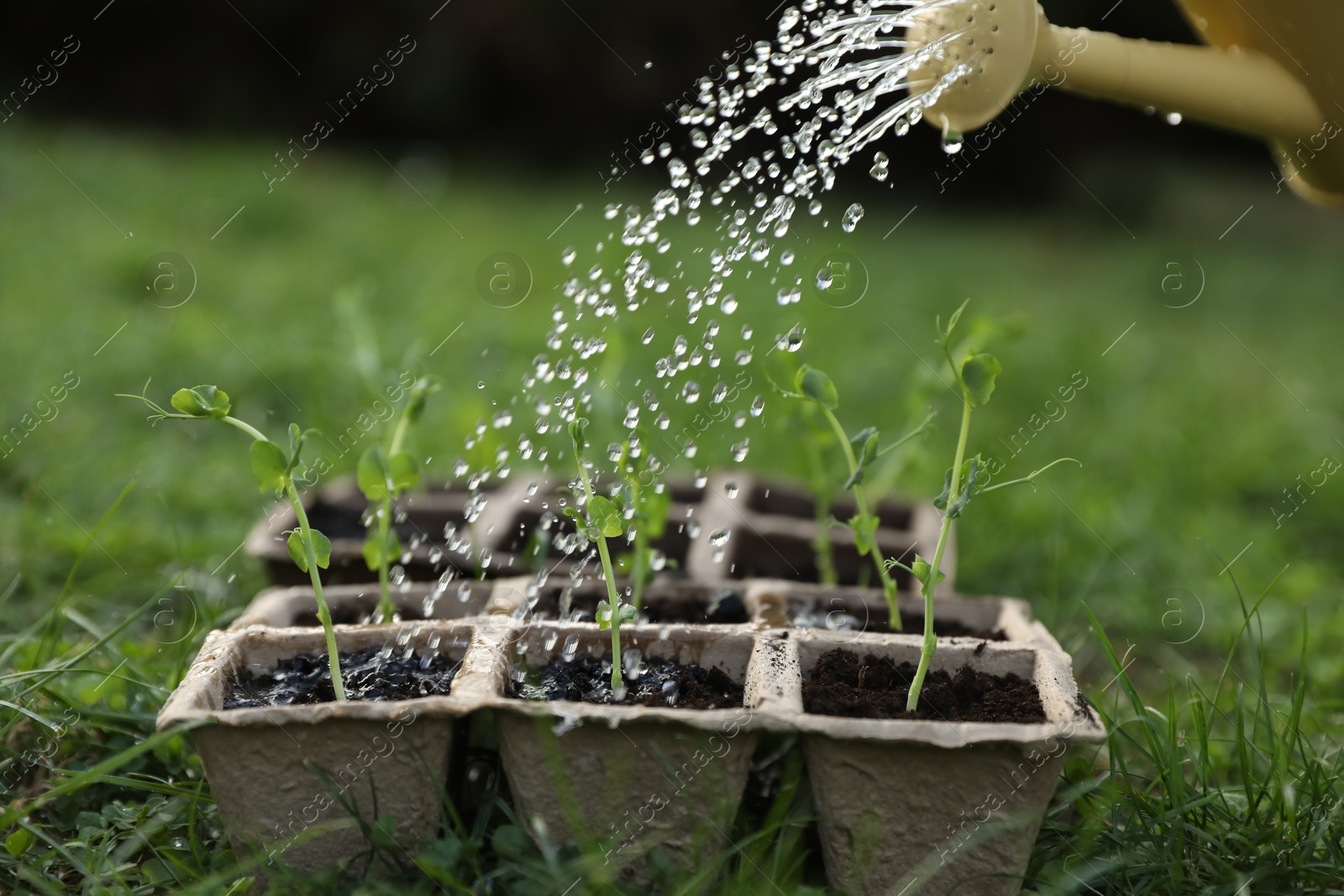 Photo of Watering potted seedlings with can outdoors, closeup