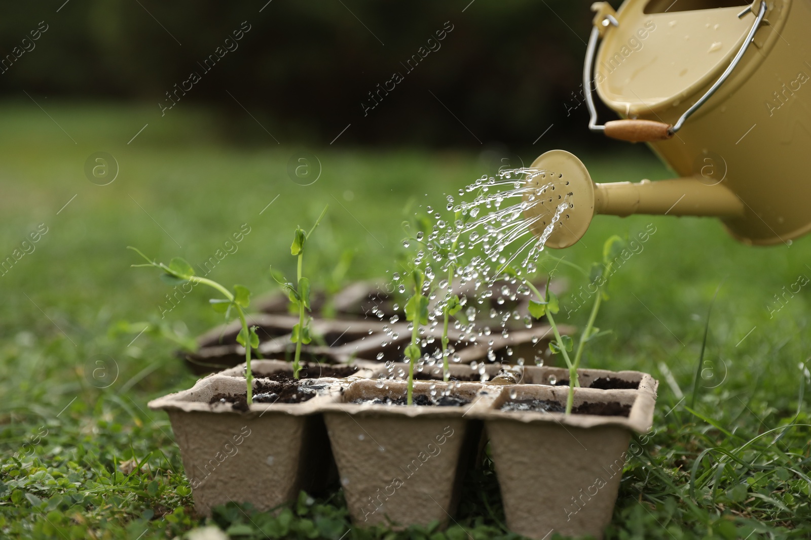 Photo of Watering potted seedlings with can outdoors, closeup