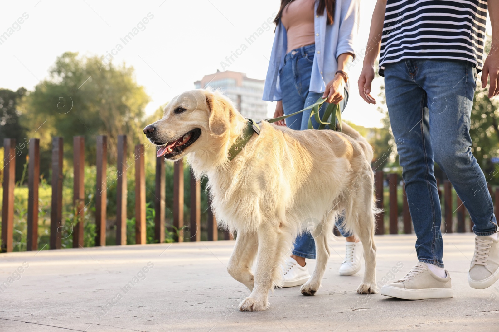 Photo of Couple walking with cute Golden Retriever dog outdoors, closeup. Space for text