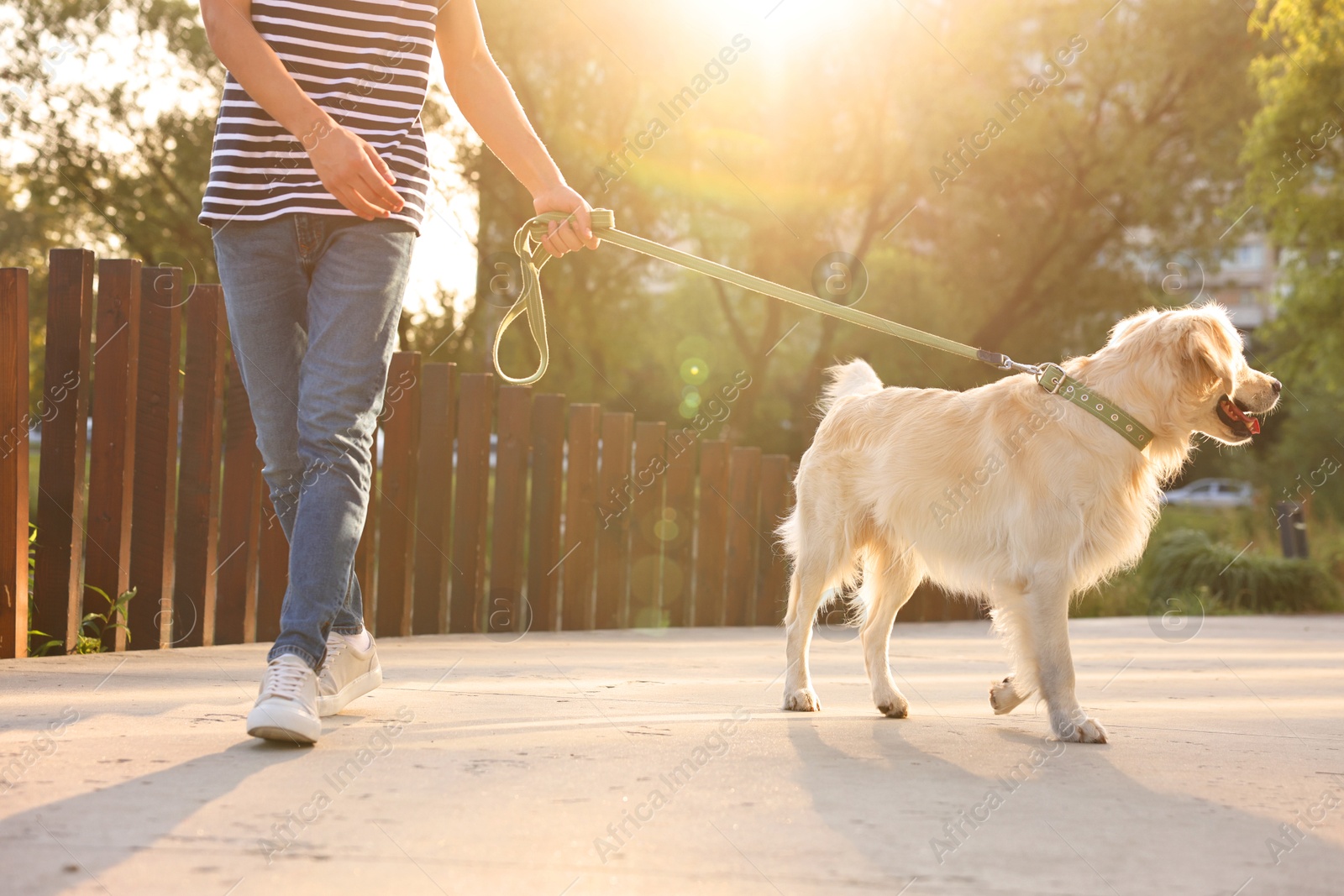 Photo of Owner walking with cute Golden Retriever dog outdoors on sunny day, closeup