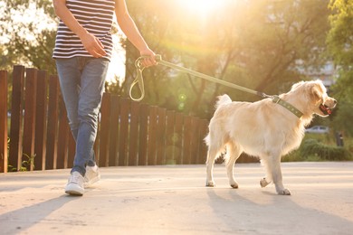 Owner walking with cute Golden Retriever dog outdoors on sunny day, closeup