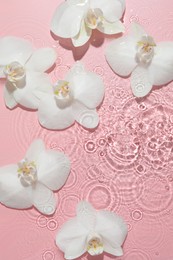 Photo of Beautiful orchid flowers in water on pink background, flat lay