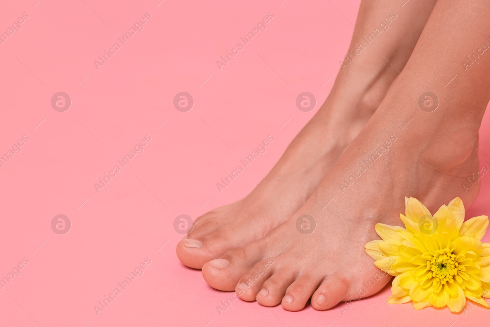 Photo of Woman with smooth feet and flower on pink background, closeup. Space for text