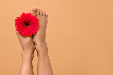 Photo of Woman with smooth feet and gerbera flower on beige background, closeup. Space for text