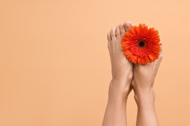 Photo of Woman with smooth feet and gerbera flower on beige background, closeup. Space for text