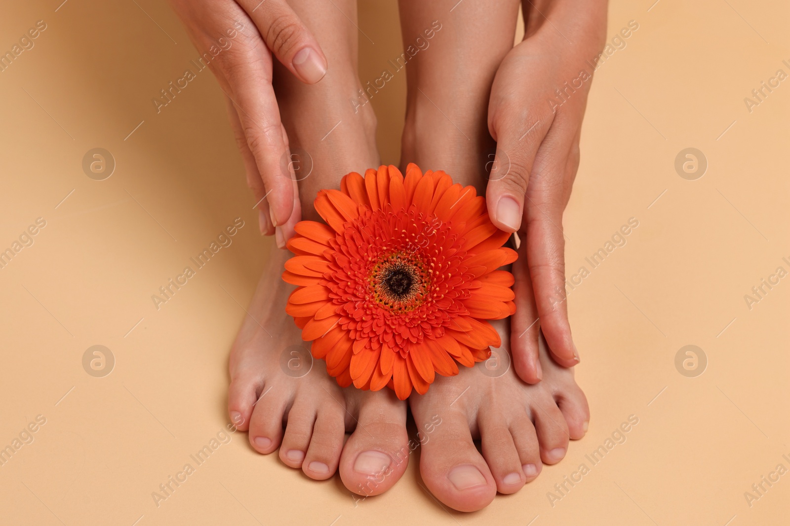 Photo of Woman with smooth feet and gerbera flower on beige background, closeup