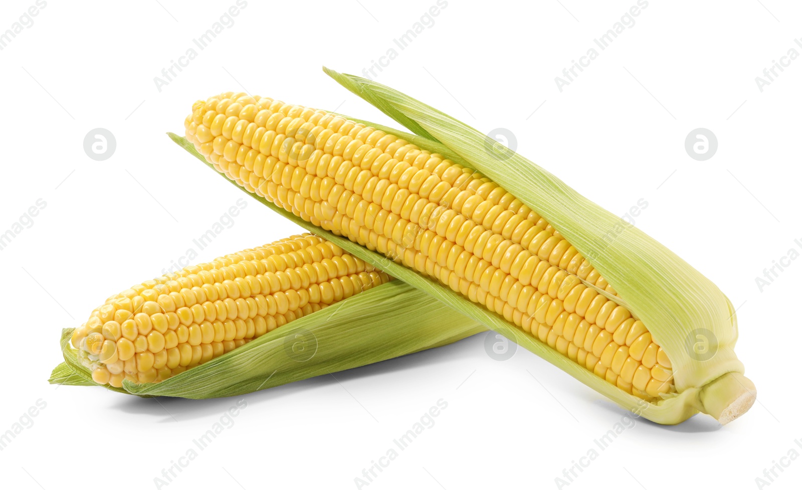 Photo of Corncobs with green husks isolated on white