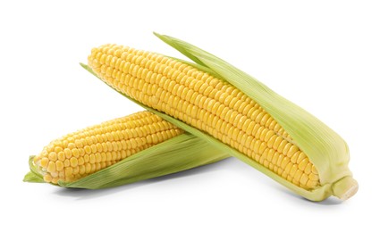 Photo of Corncobs with green husks isolated on white