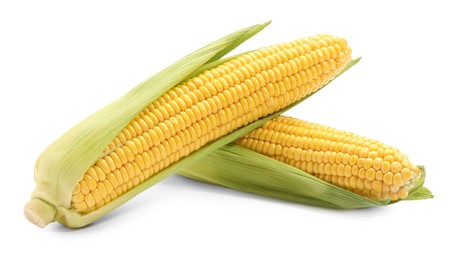 Photo of Corncobs with green husks isolated on white