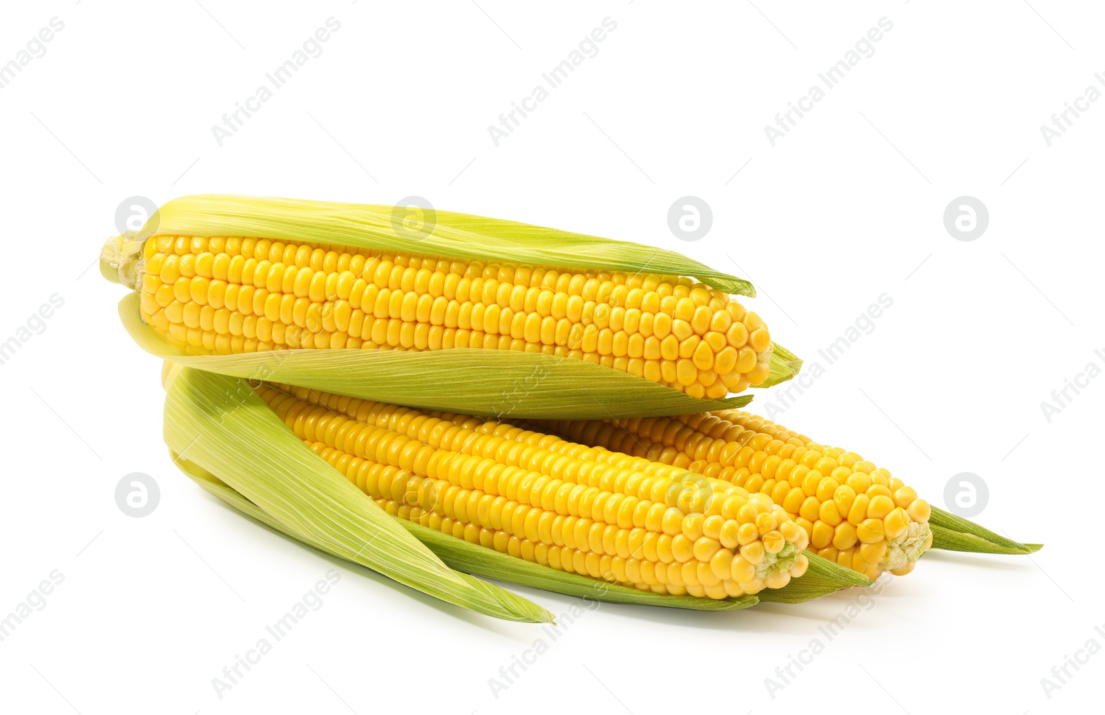 Photo of Corncobs with green husks isolated on white