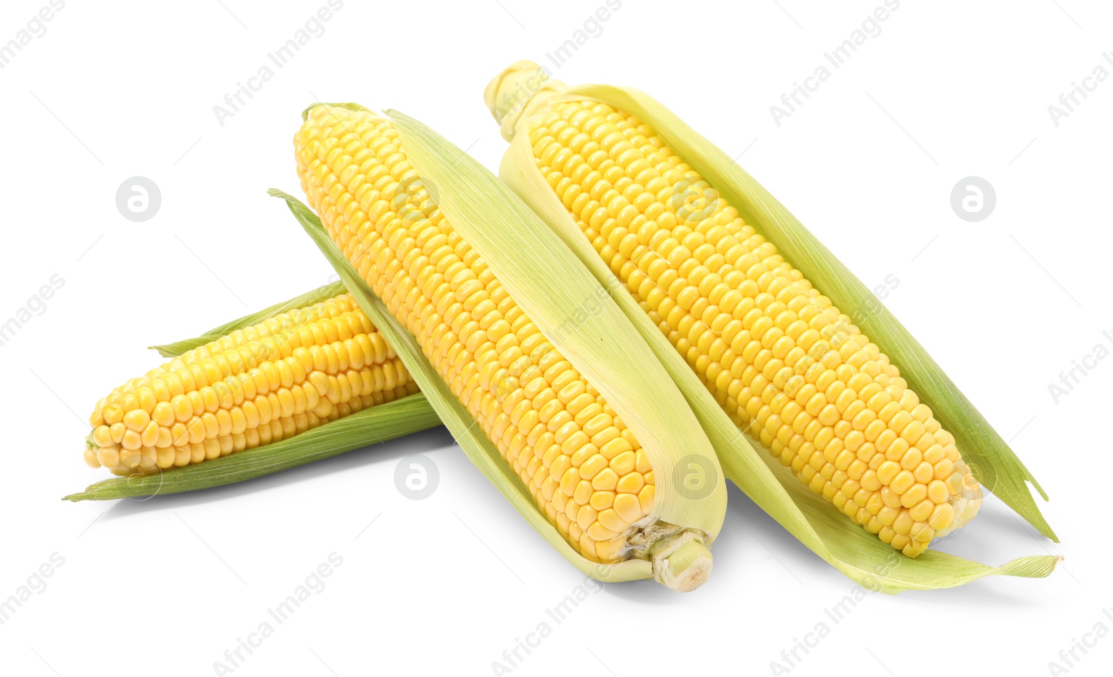 Photo of Corncobs with green husks isolated on white