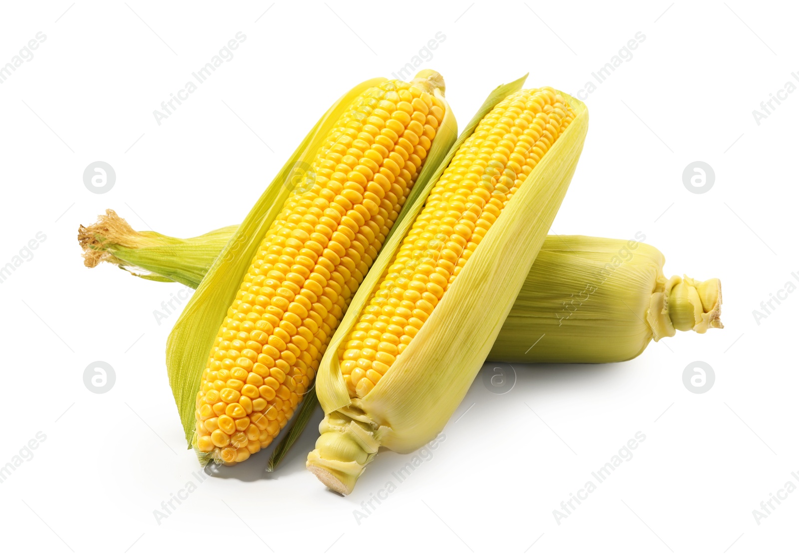 Photo of Corncobs with green husks isolated on white