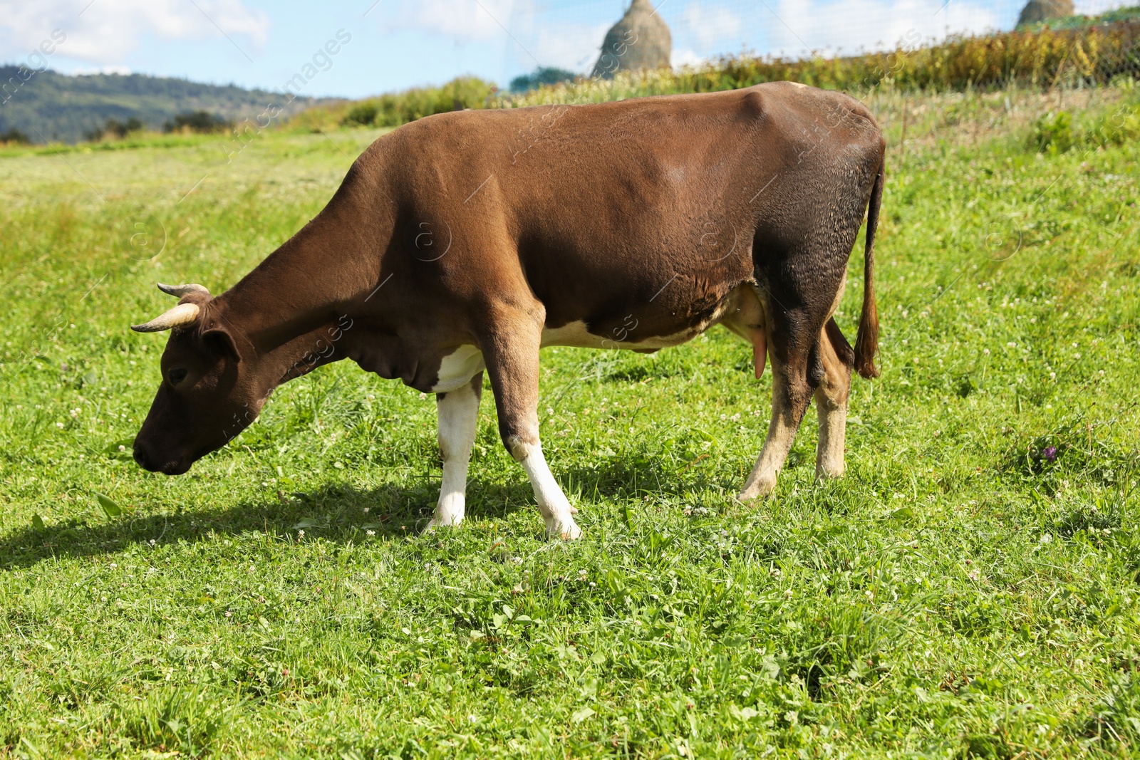 Photo of Beautiful cow grazing outdoors on sunny day