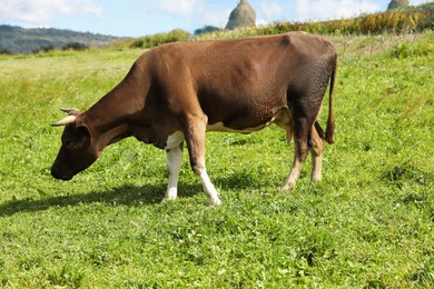 Beautiful cow grazing outdoors on sunny day