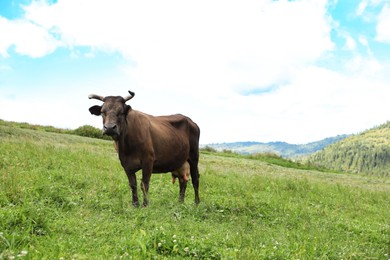 Beautiful cow grazing on green grass outdoors