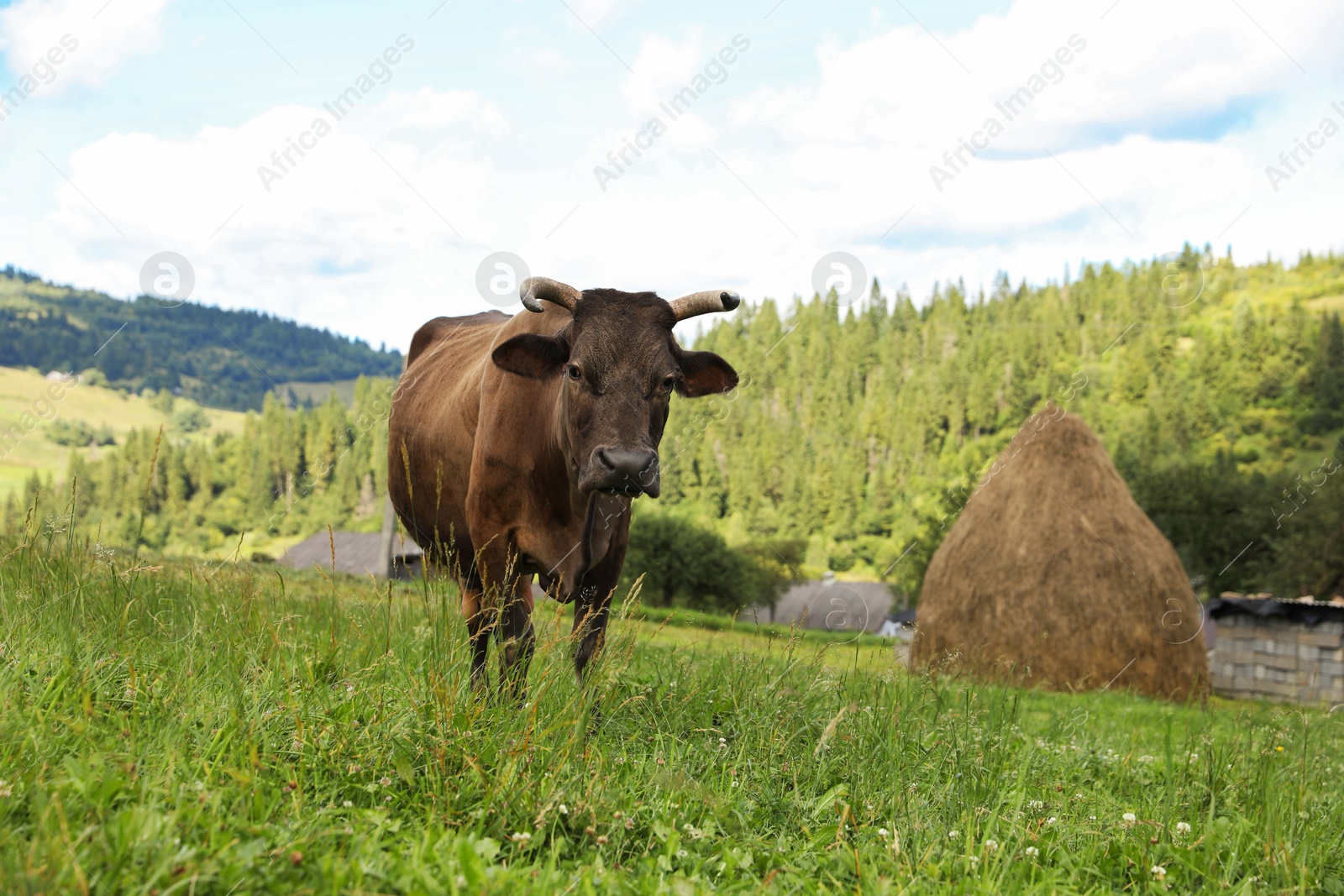 Photo of Beautiful cow grazing on green grass outdoors