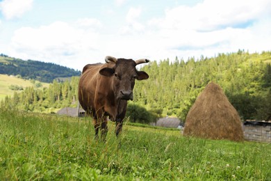 Beautiful cow grazing on green grass outdoors