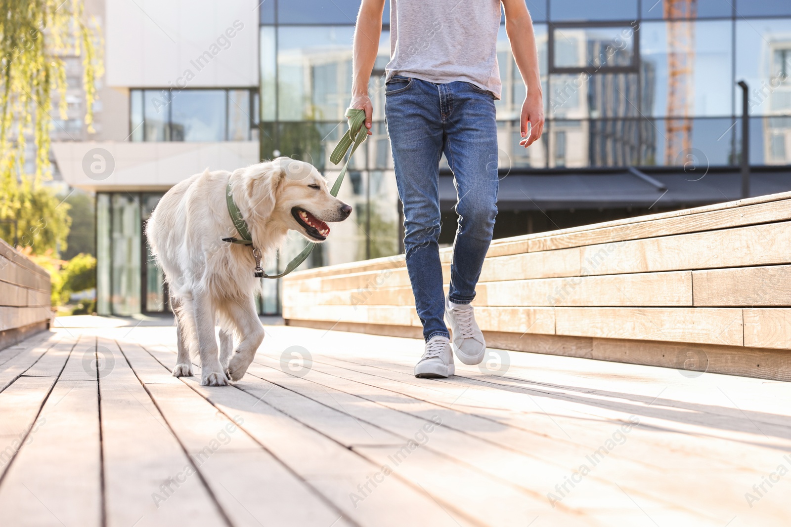 Photo of Owner walking with cute Golden Retriever dog outdoors on sunny day, closeup