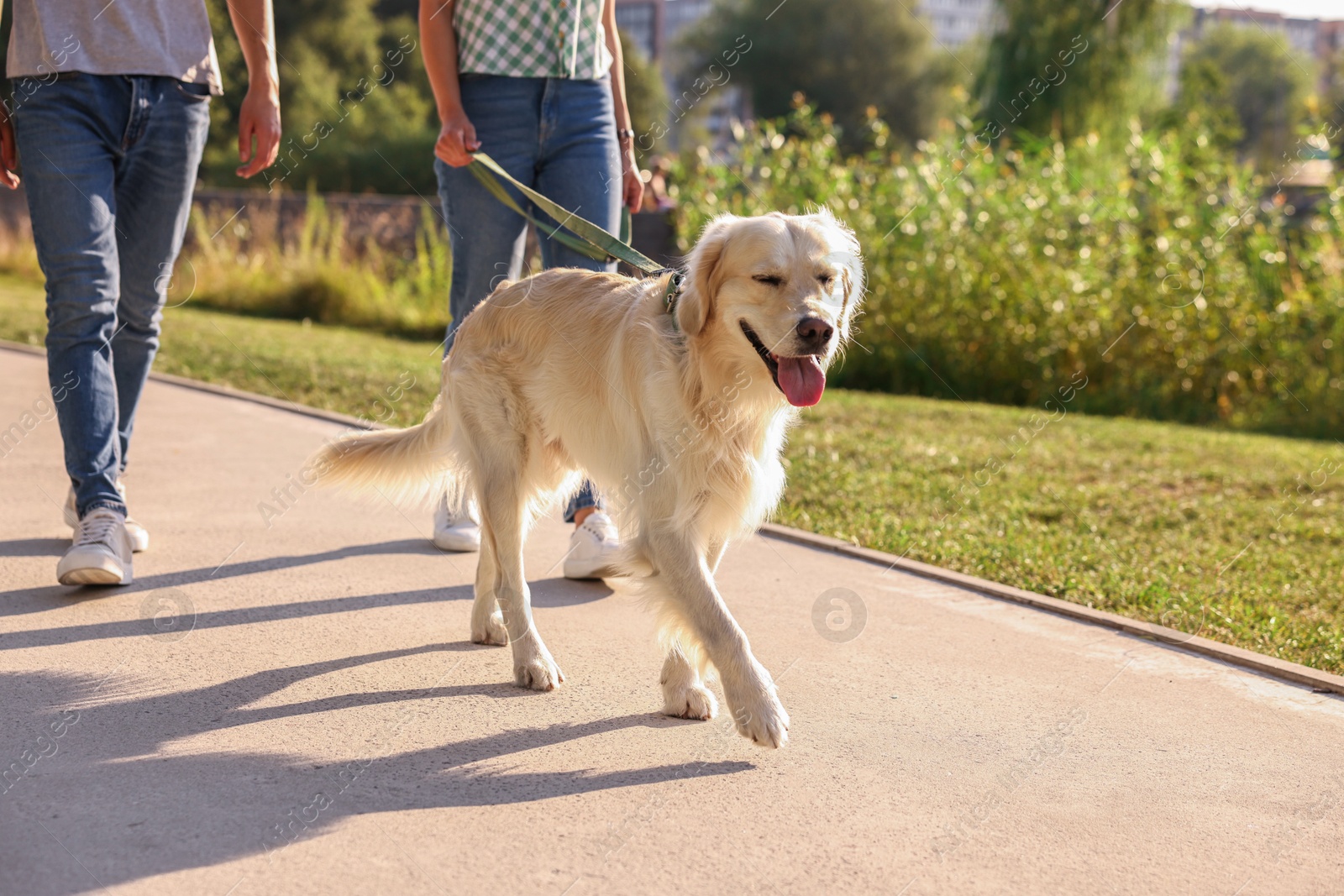 Photo of Couple walking with cute Golden Retriever dog outdoors on sunny day, closeup