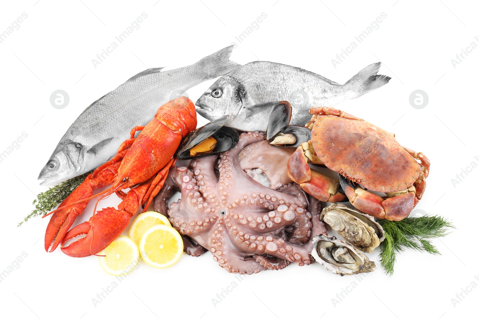 Photo of Fresh raw octopus and different sea food isolated on white, top view