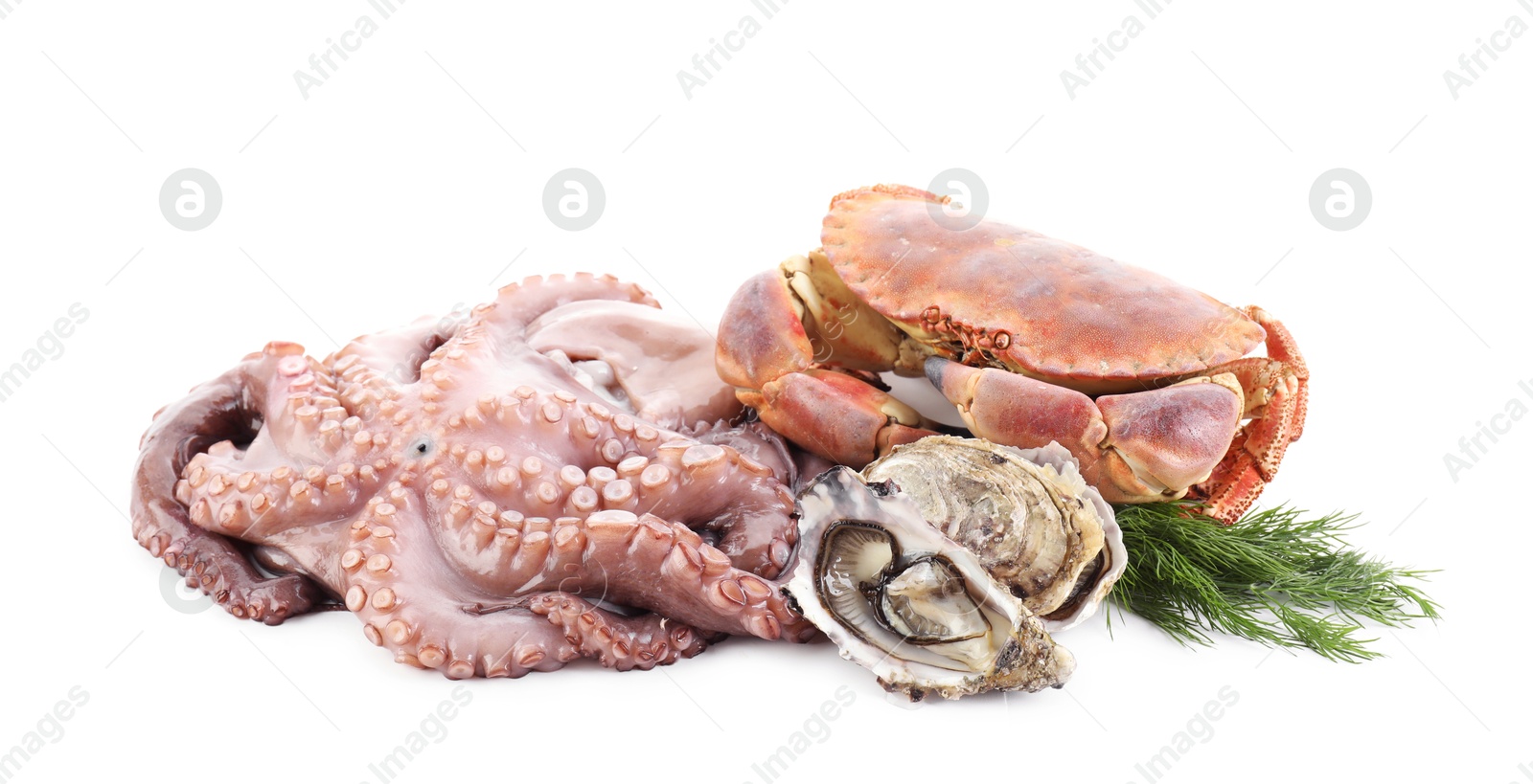 Photo of Fresh raw octopus and different sea food isolated on white