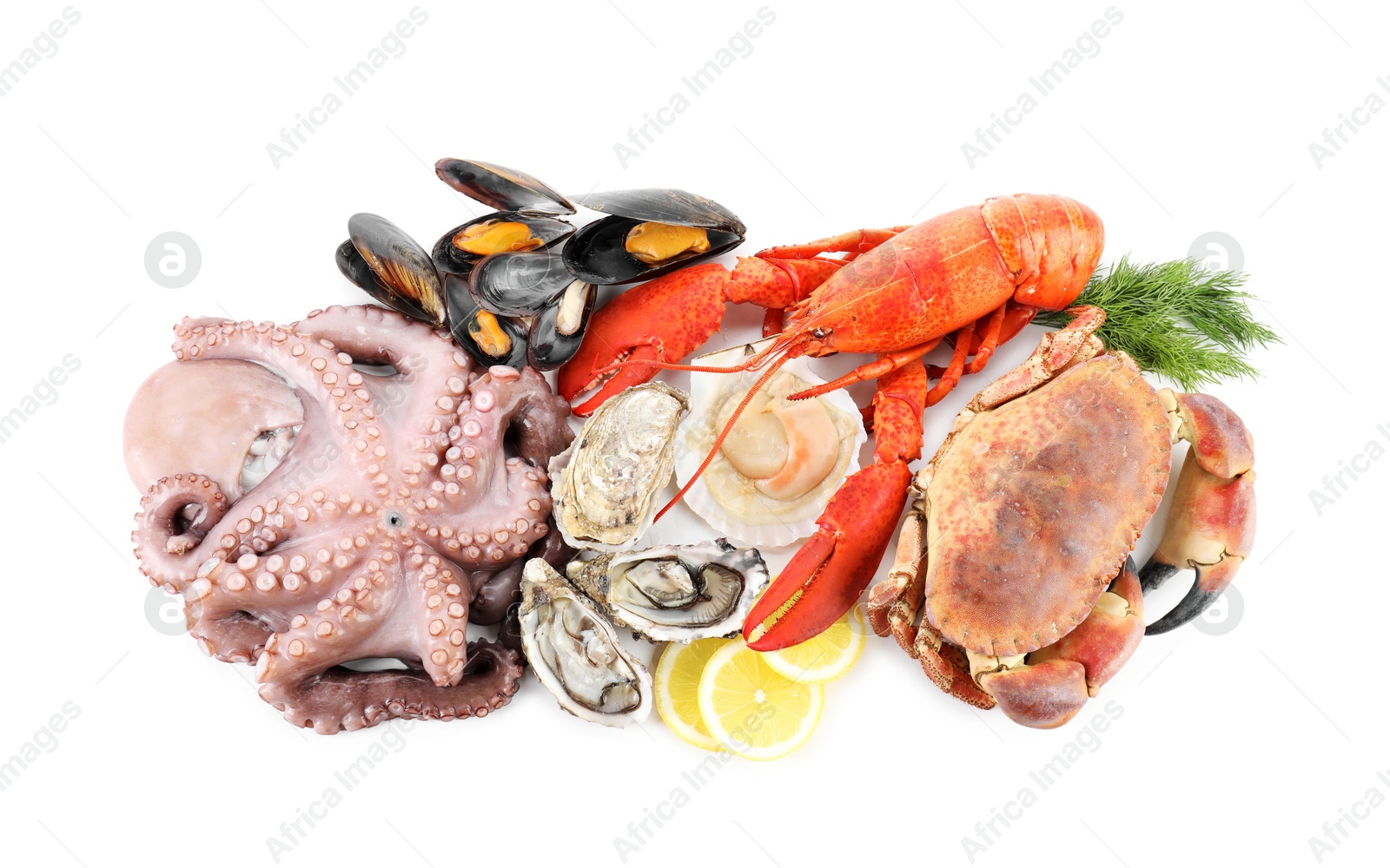 Photo of Fresh raw octopus and different sea food isolated on white