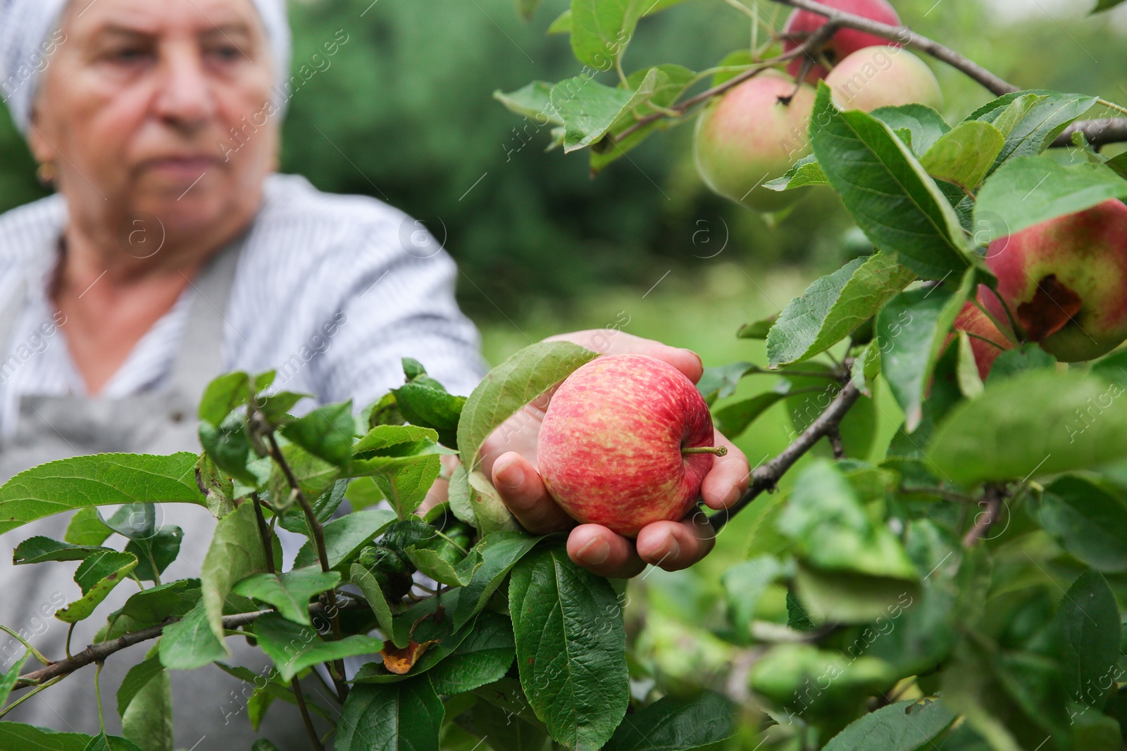 Photo of Senior woman picking ripe apples from tree outdoors, selective focus