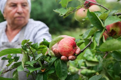 Senior woman picking ripe apples from tree outdoors, selective focus